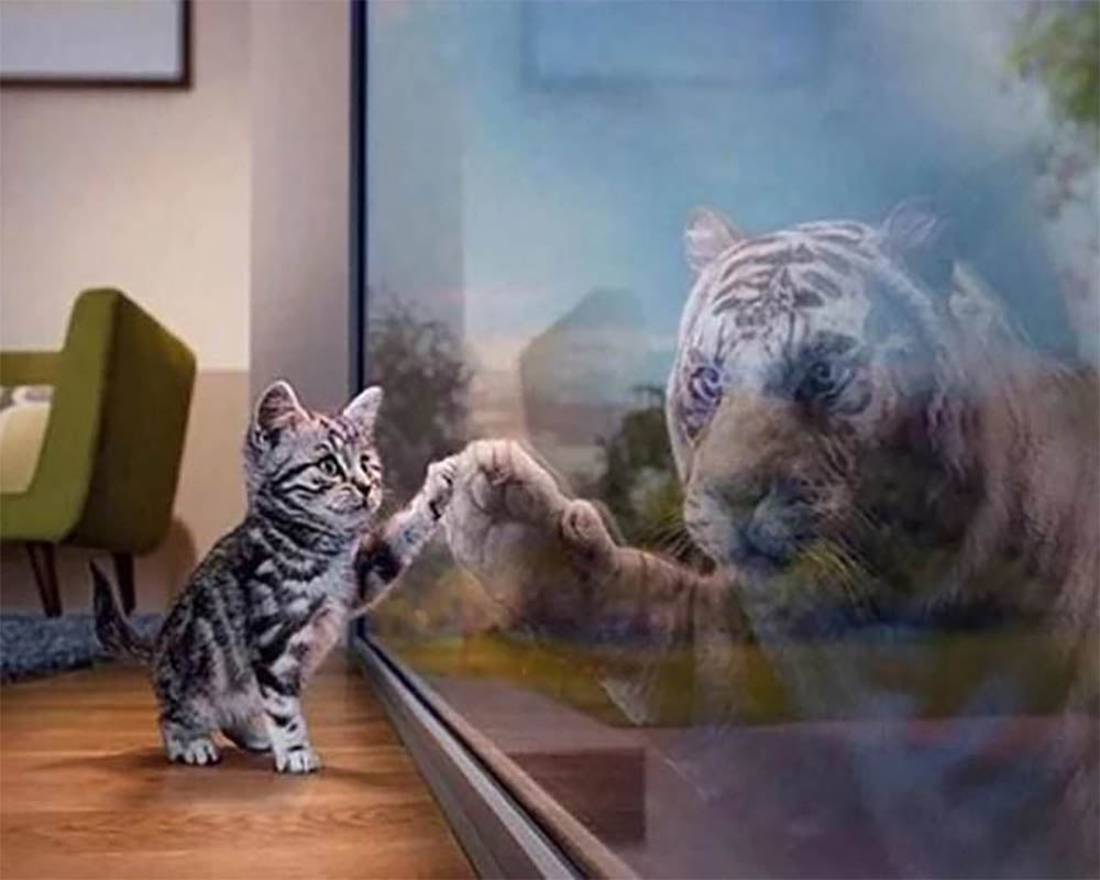Kitten and Tiger's reflection