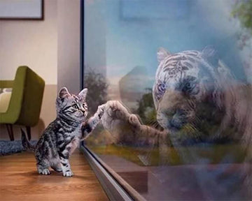 Kitten and Tiger's reflection