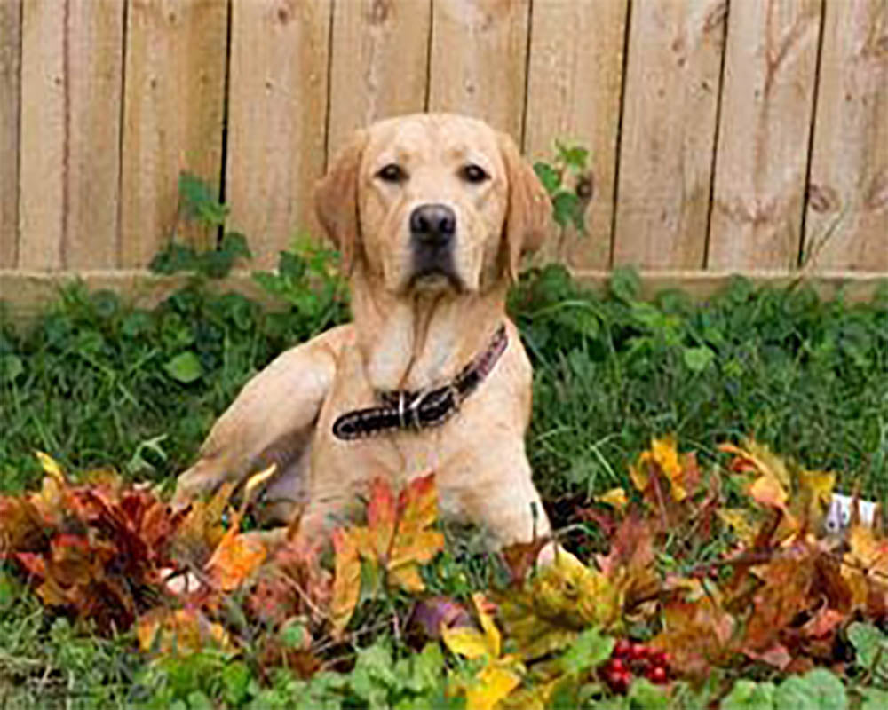 Labrador