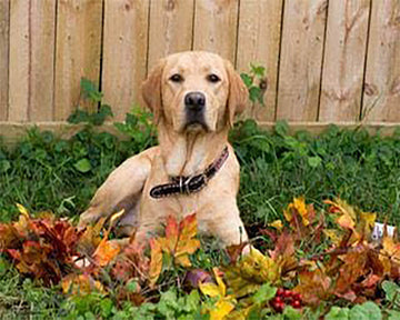 Labrador