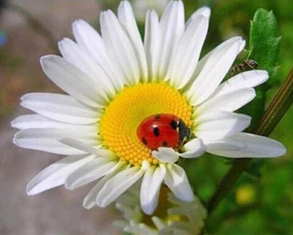 Ladybird and Marguerite