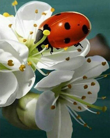 Ladybug and Flowers