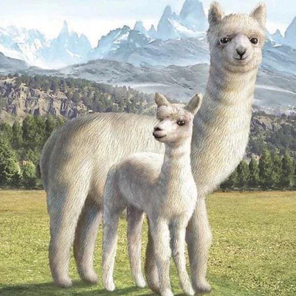 Lama