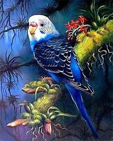 Large Parakeet