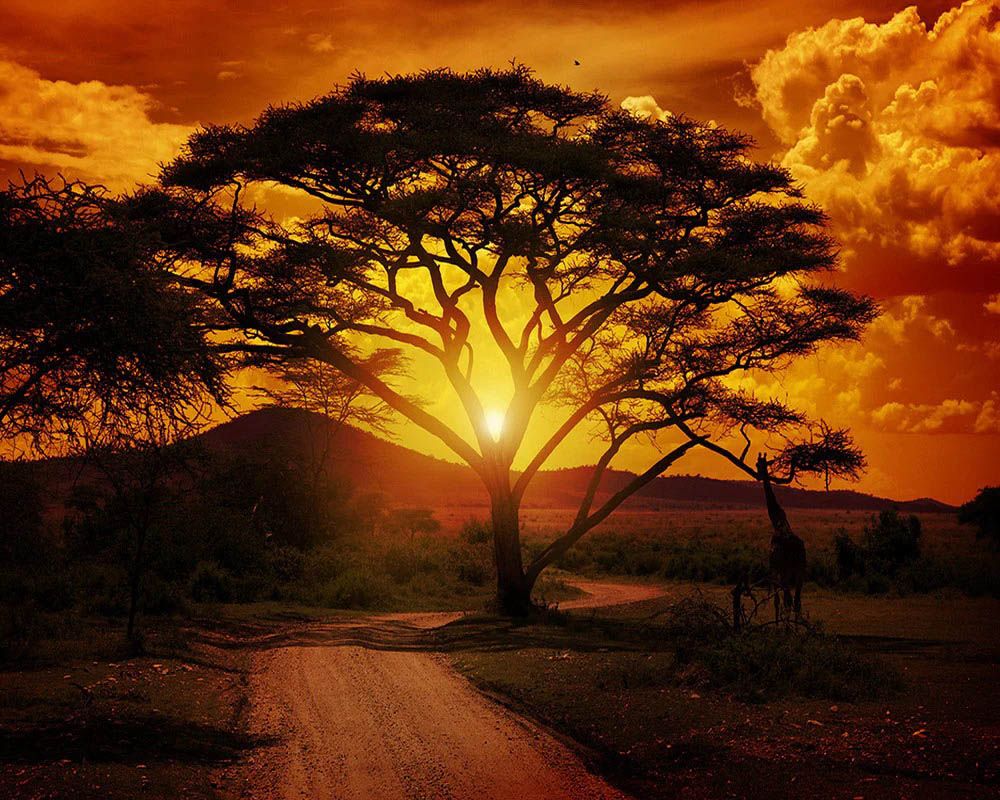 Large tree and sunrise