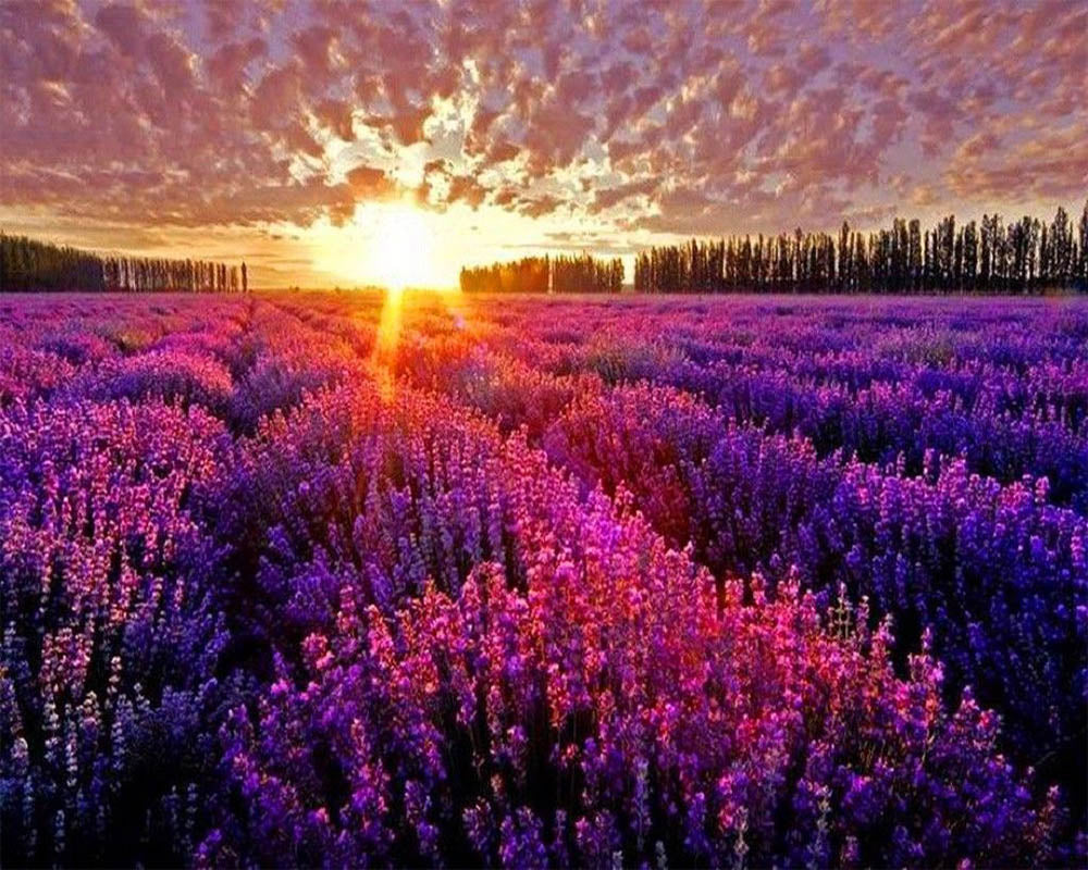 Lavender Field