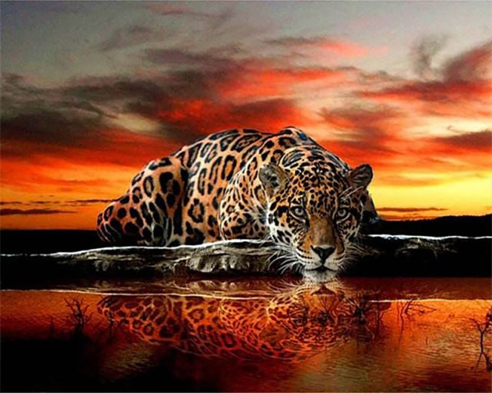 Leopard