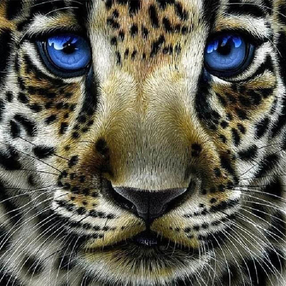 Leopard with Blue Eyes
