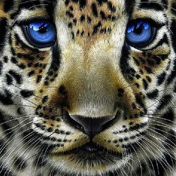 Leopard with Blue Eyes