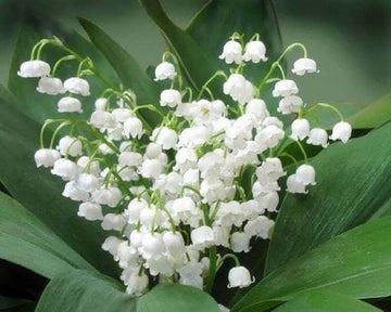 Lily of the Valley Flowers