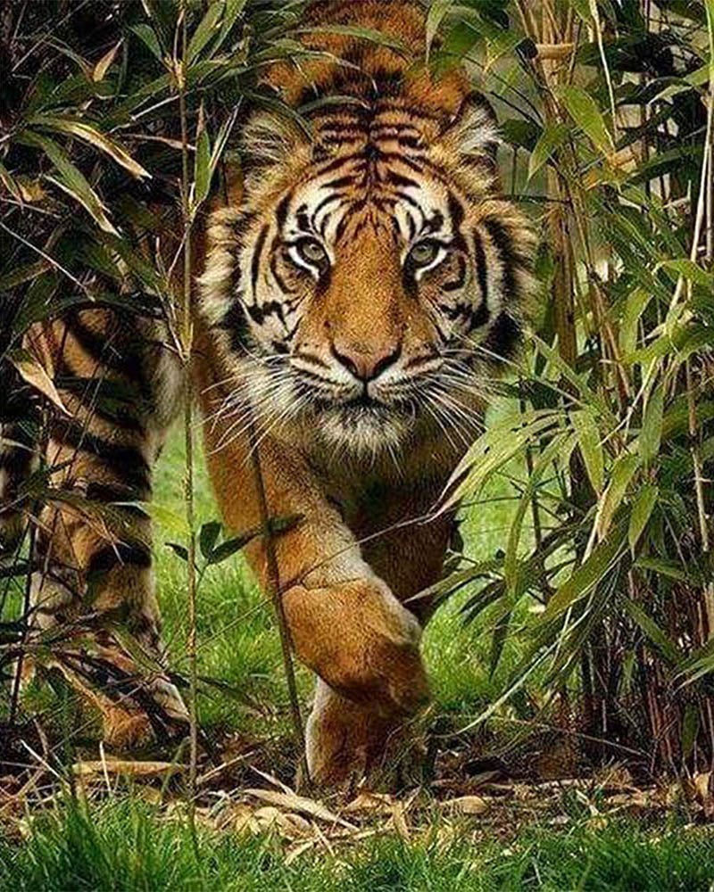 Lion Hunt