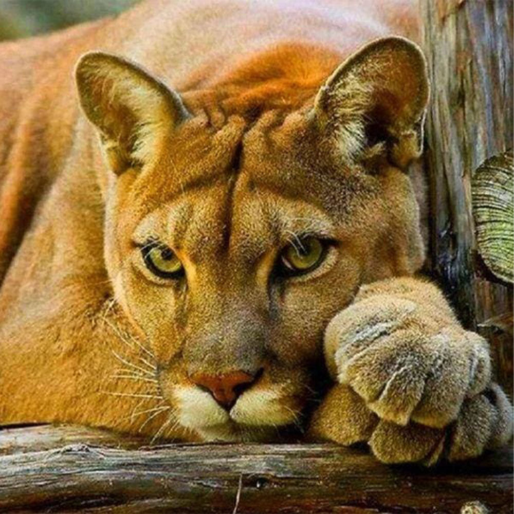 Lioness