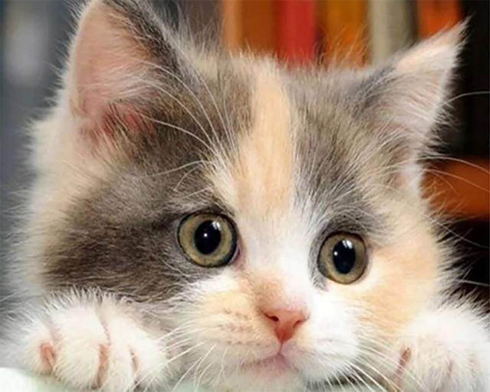 Little Cat Curious