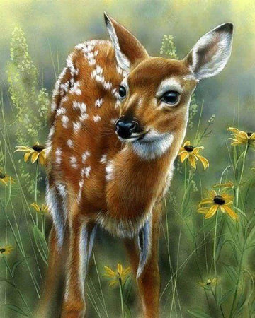 Little Fawn