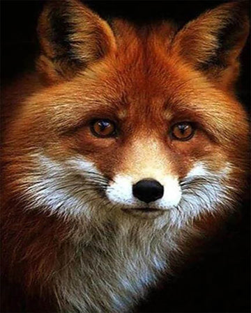 Little Fox