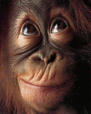 Little Monkey