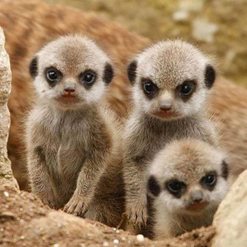 Little Monkeys