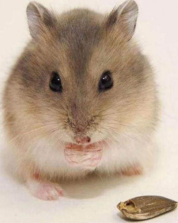 Little Mouse
