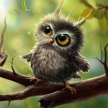 Little Owl
