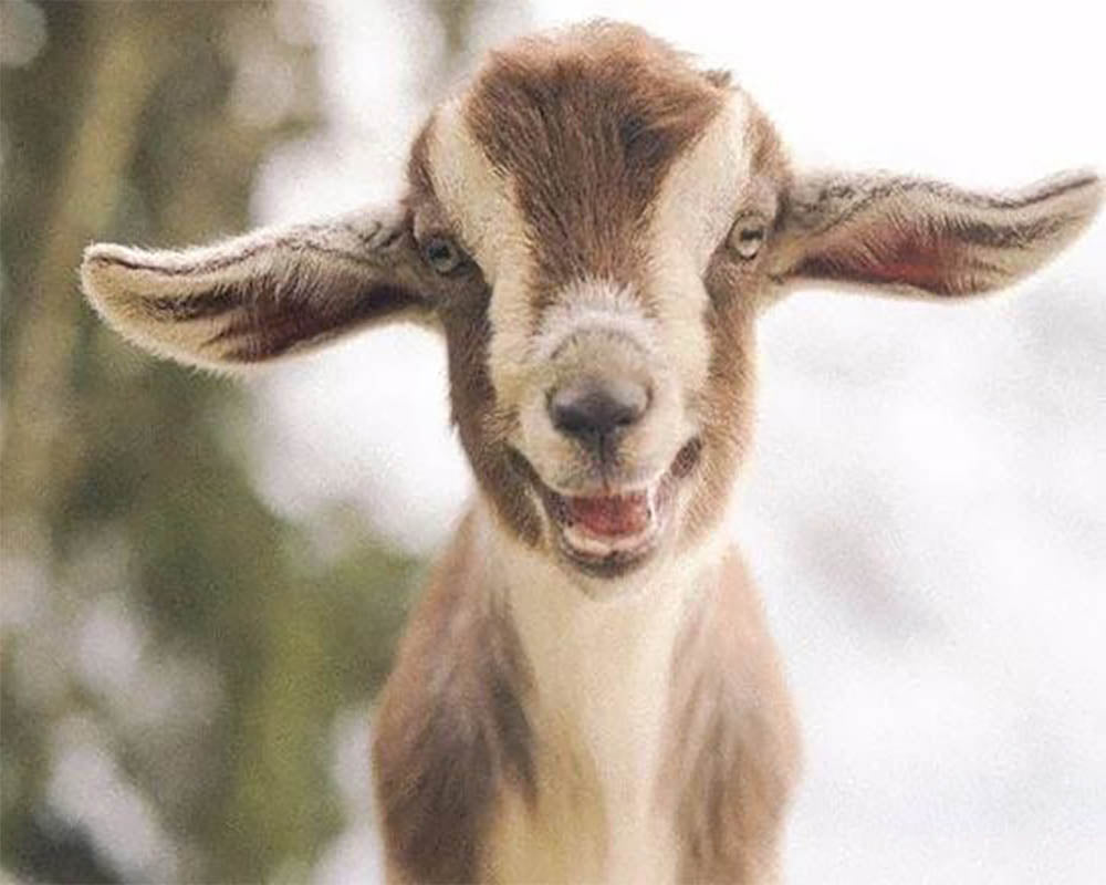 Little Sheep