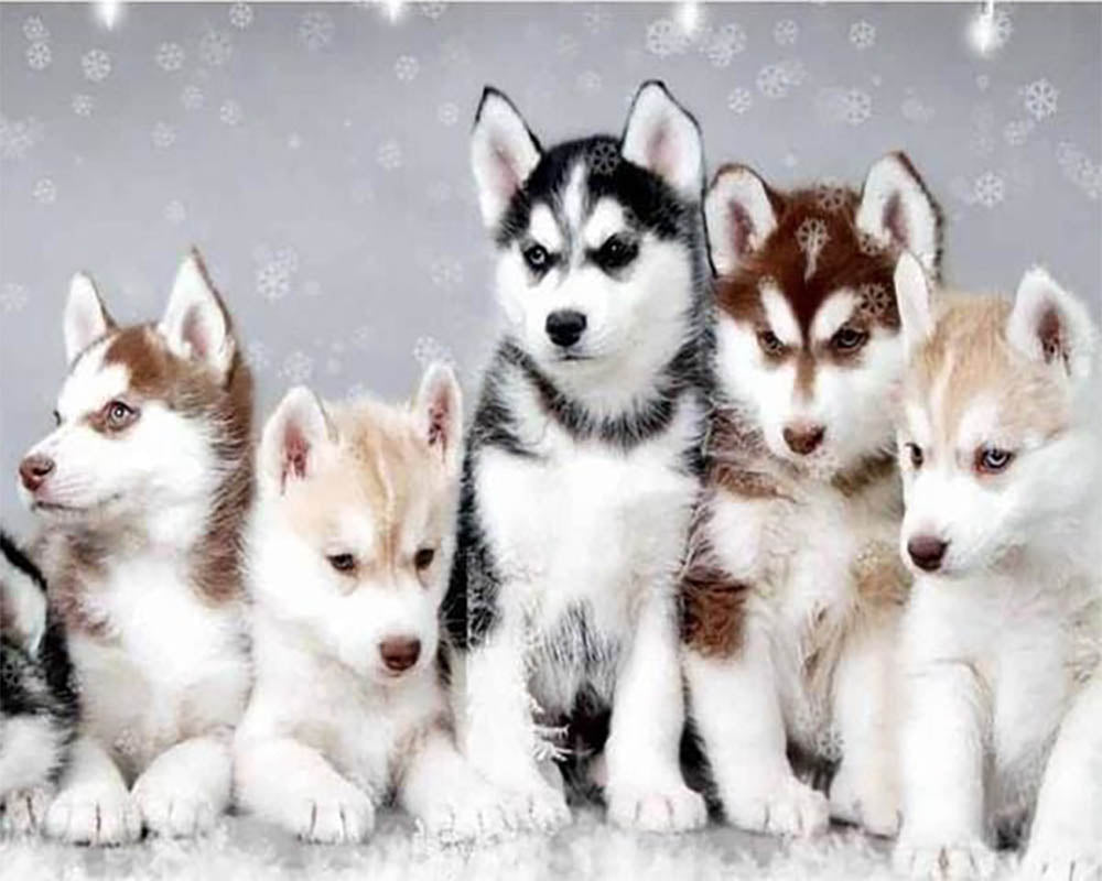 Little Wolves