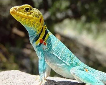 Lizard