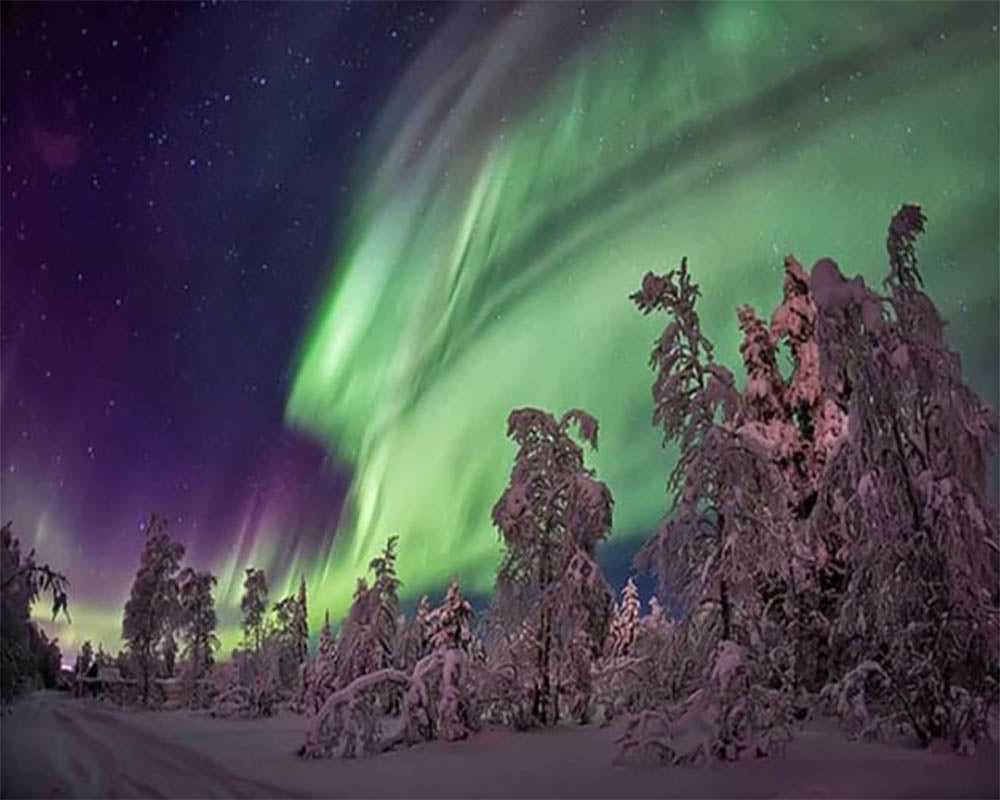 Northern Lights and Trees