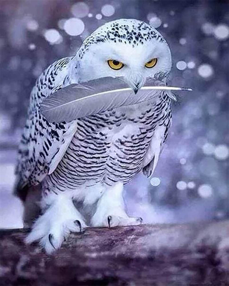 Owl Feather