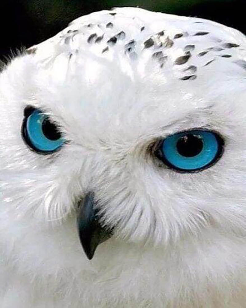 Owl with Blue Eyes