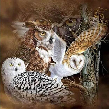 Owls