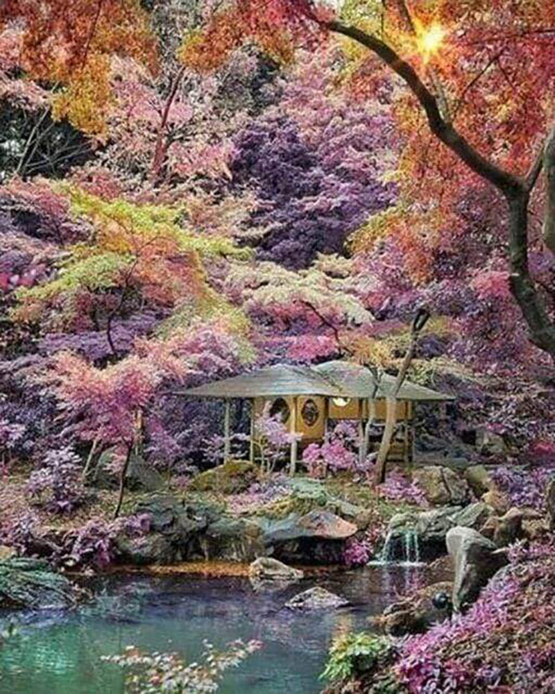 Paradise Forest