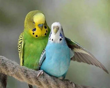 Parakeets