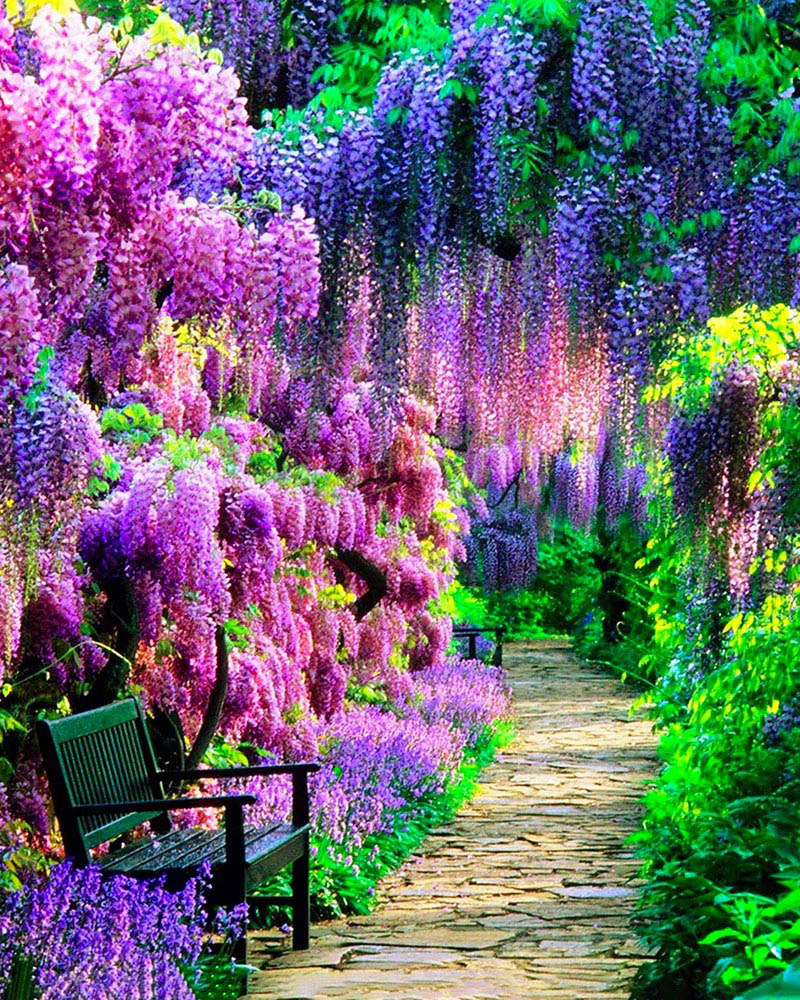 Path in a bright garden