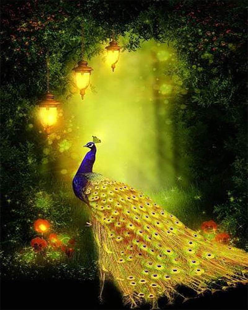 Peacock and light