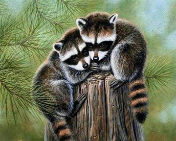 Perched Raccoon