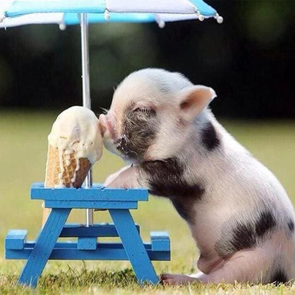 Pig and Ice
