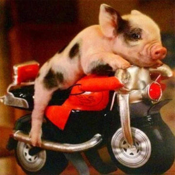 Pig and Motorbike