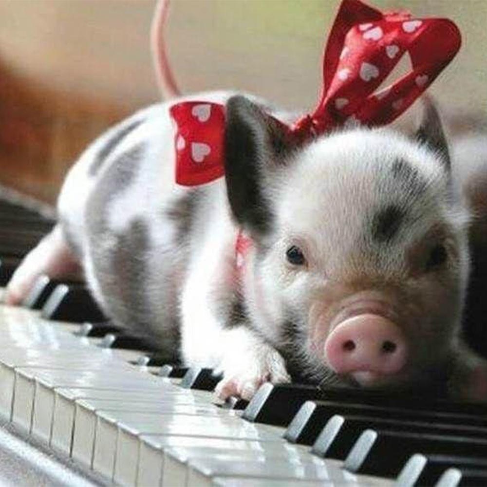 Pig and Piano