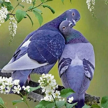Pigeons in love