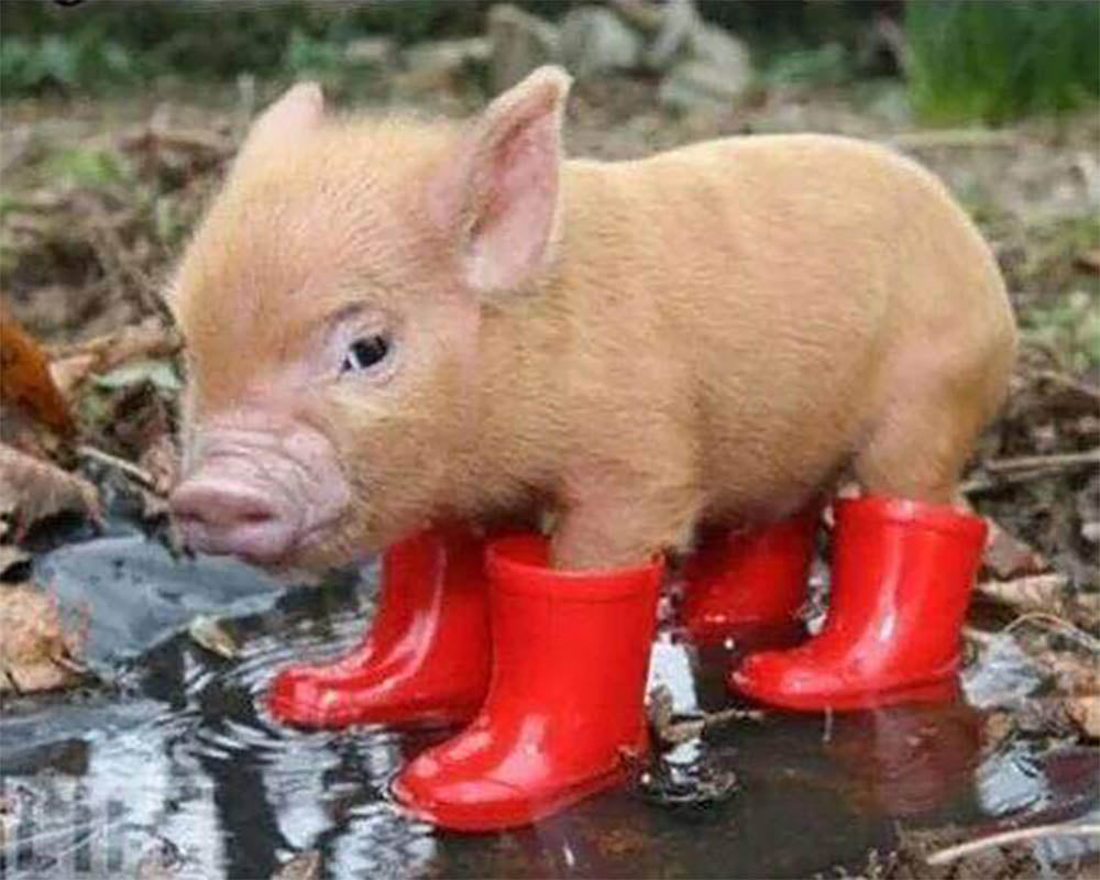 Piglet and red boots