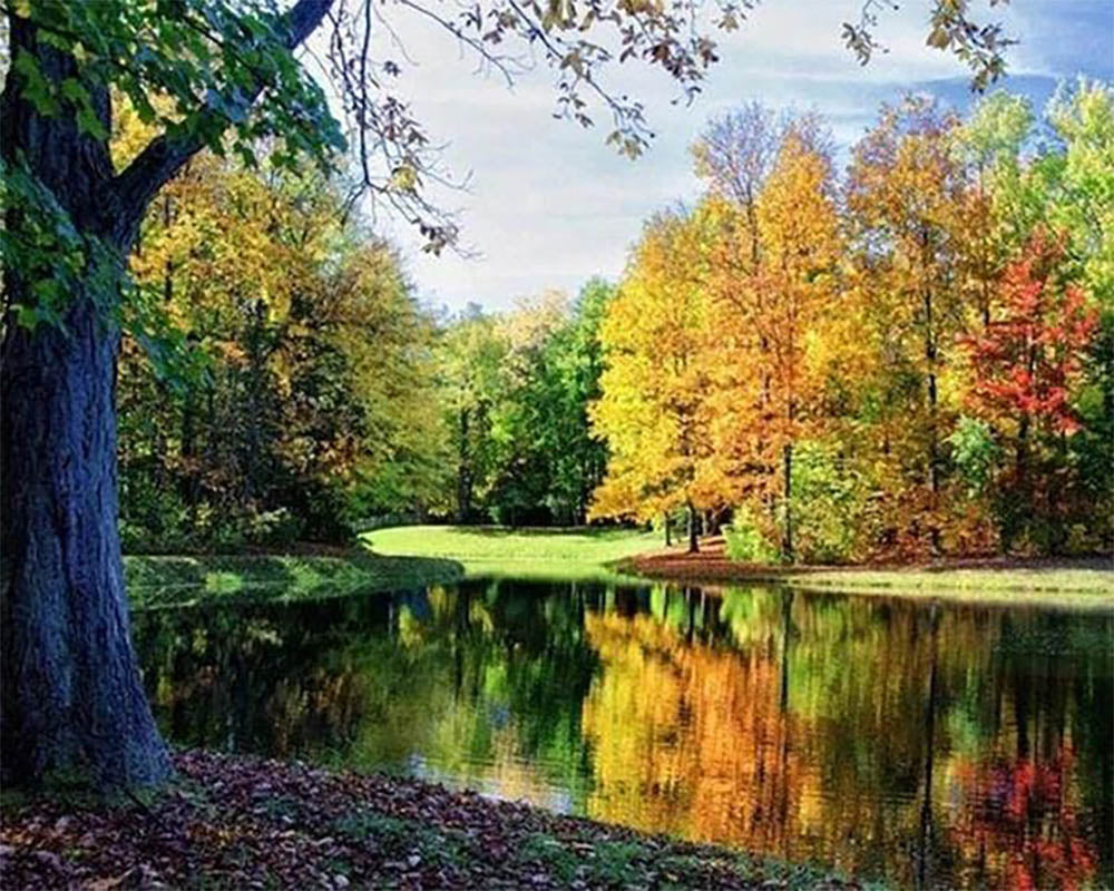 Pond View