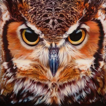 Portrait of Owls