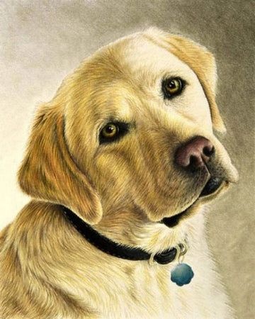 Portrait of a labrador