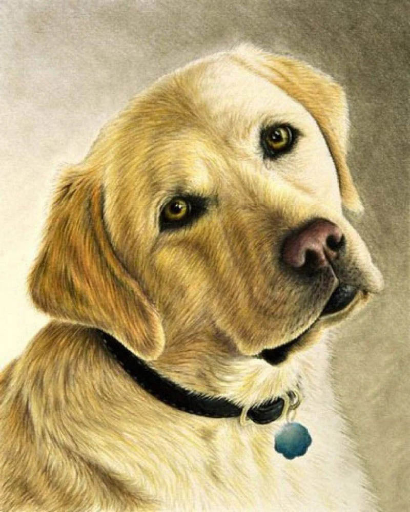 Portrait of a labrador