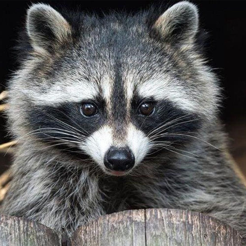 Pretty Raccoon