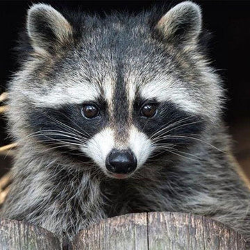 Pretty Raccoon