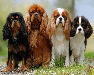 Puppy Family