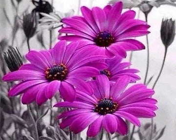 Purple Daisies