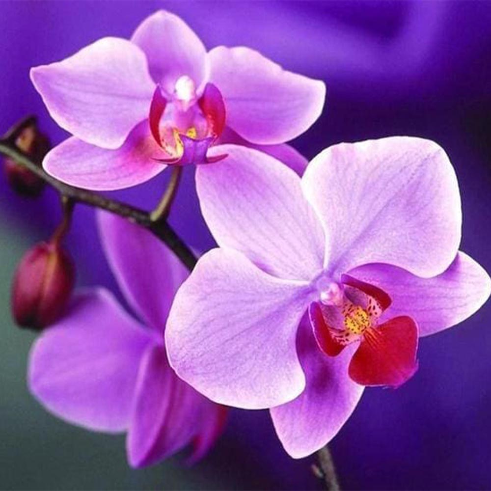 Purple Flower