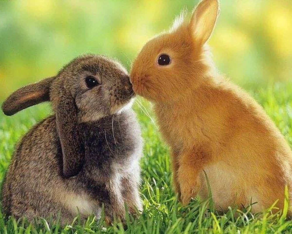 Rabbits Couple
